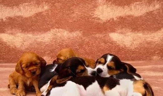 犬心丝虫病