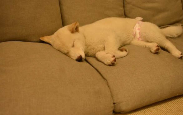 狗狗缺钙的表现是什么