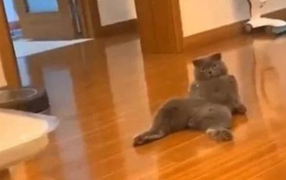让两只猫咪迅速混熟的办法