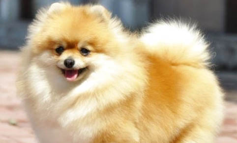 两个月的博美犬怎么养