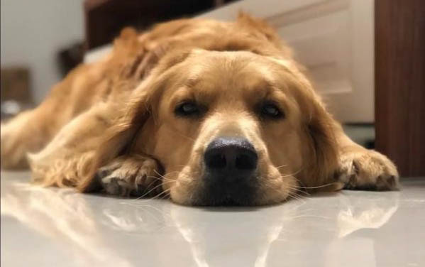 狗狗细小病毒性肠胃炎怎么治疗