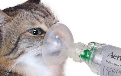 未满几个月的小猫可以做绝育手术吗