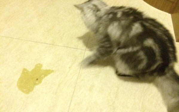 小猫腿摔瘸多久可以自愈