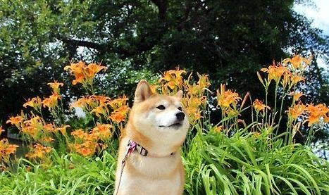 怎样训练柴犬
