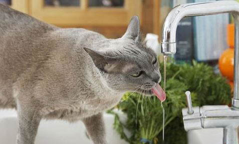 独特可爱的猫咪名字