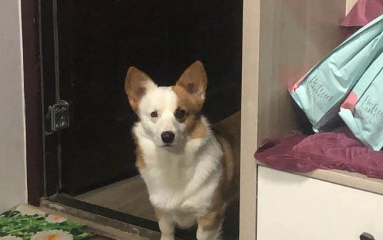 柯基和柴犬哪个好养？