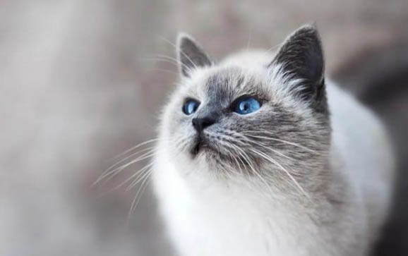 请问猫咪呕吐的原因及处理方法