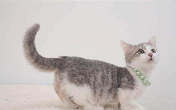 猫咪一天吃多少猫粮？
