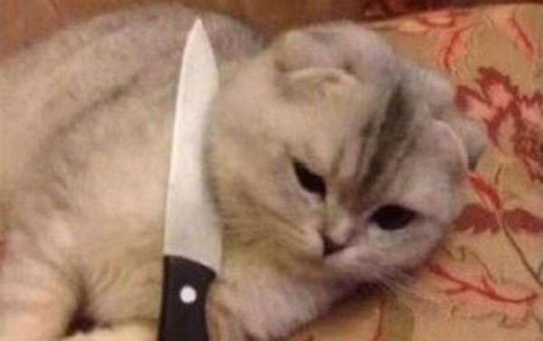 猫咪喝热水还是冷水