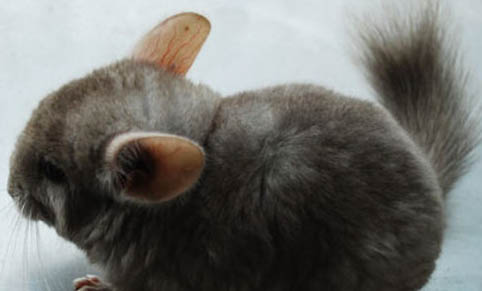 未满月的龙猫脱肛的原因
