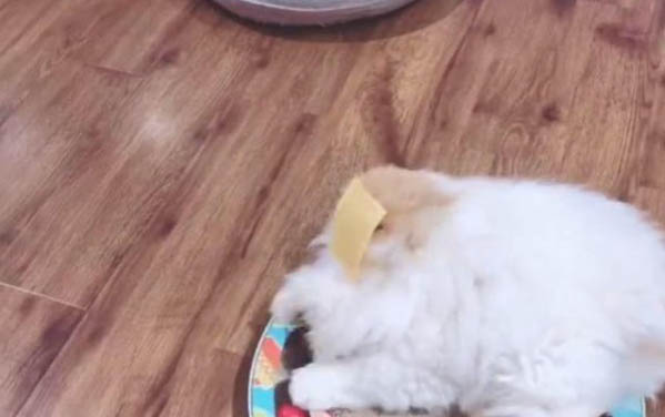 猫咪突然攻击人的原因