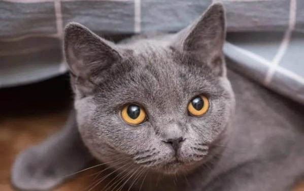 猫咪没打疫苗能洗澡吗