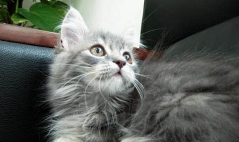 猫猫绝育后呕吐的原因及处理方法