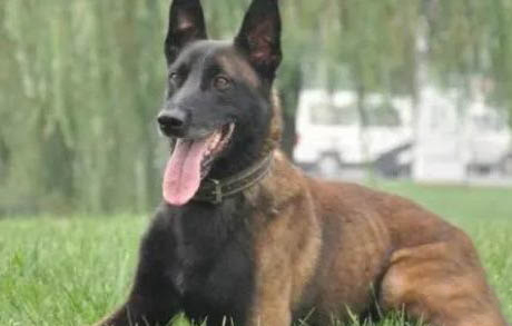 马犬和金毛哪个贵