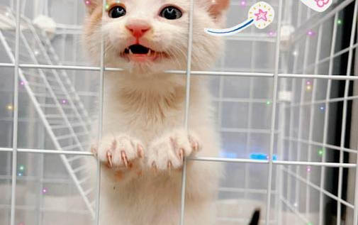 猫咪舔毛了