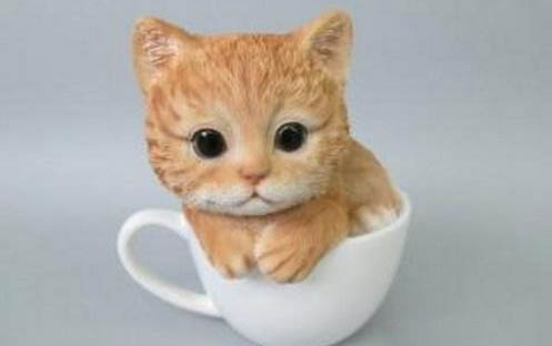 两个月的小猫可以吃蛋黄吗?