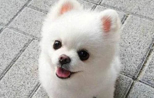 饲养博美犬的禁忌有哪些？