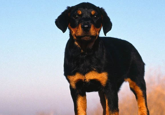 罗威纳犬怎么训练才听话