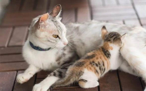 猫咪胃口不好怎么调整