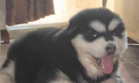 阿拉斯加犬毛发的护理