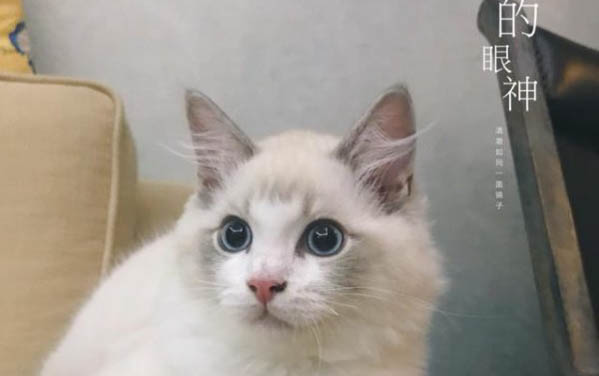 猫咪吐血怎么回事