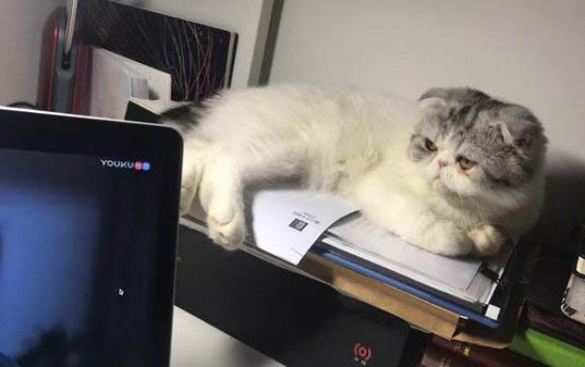 2个月小猫一天吃多少食物