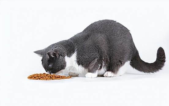 猫咪可以用氧氟沙星滴眼液吗?