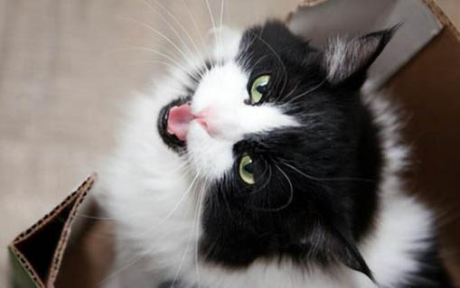 猫咪安慰人的动作有哪些