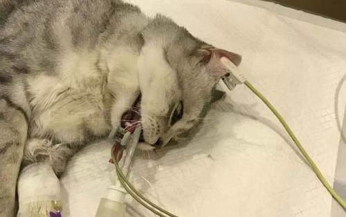 猫咪空调开多少度合适