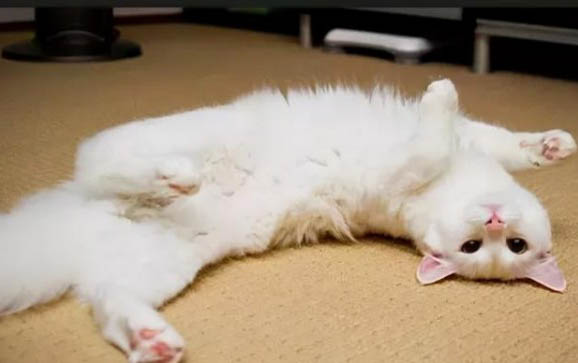 猫咪身体淋巴结肿大