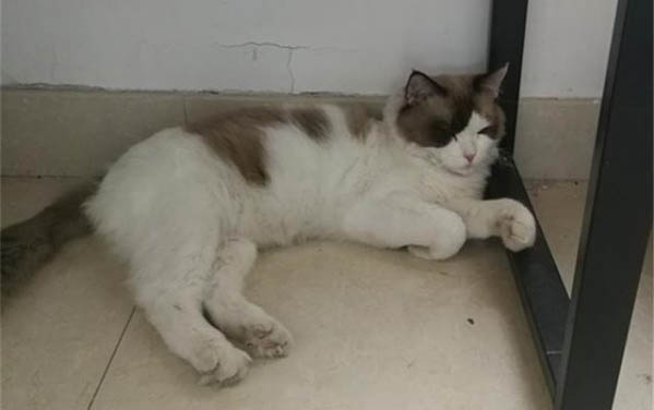 20天的小猫抱走可以养活吗