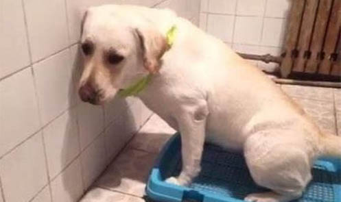 如何辨别幼犬的品种?
