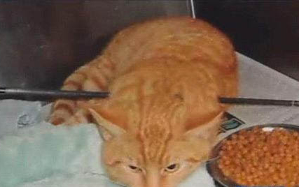 小猫得猫藓的原因及处理方法