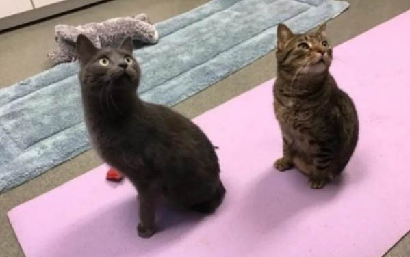 猫咪绝育后的注意事项有哪些