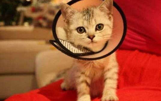 猫咪抖动后腿是什么原因引起的