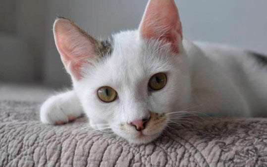一个月小猫在床上尿怎么办