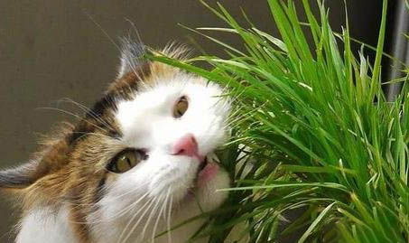 猫咪鼻子平时是湿的还是干的