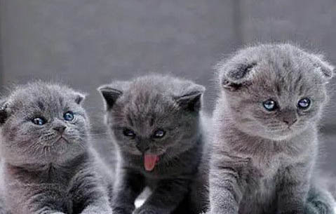 养英短蓝猫需要注意什么?