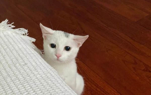 小猫和大猫能一起养吗