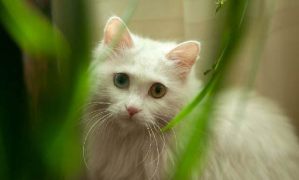 猫咪上火眼睛的症状