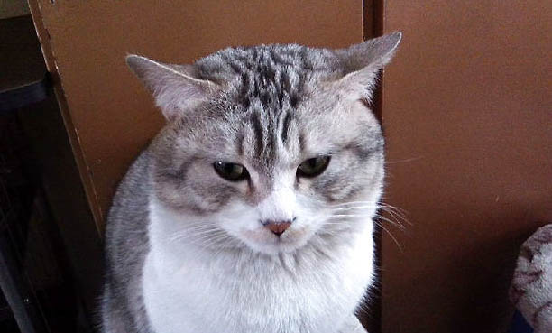 猫咪吃了老鼠药一定会死吗