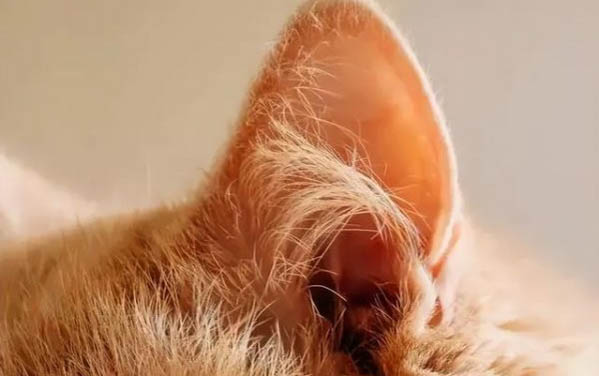 请问猫咪呕吐的原因及处理方法?