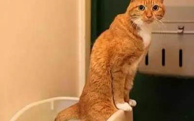 小猫晚上叫的五个原因及解决方法