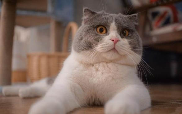 蓝猫吐黄液体的原因及处理方法