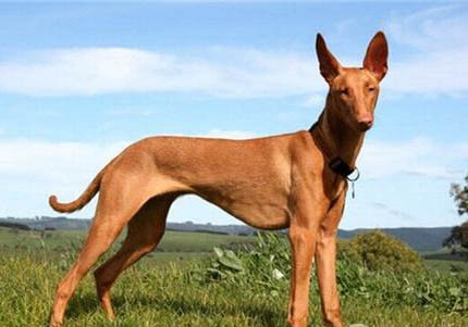 博伊金猎犬哪种颜色好