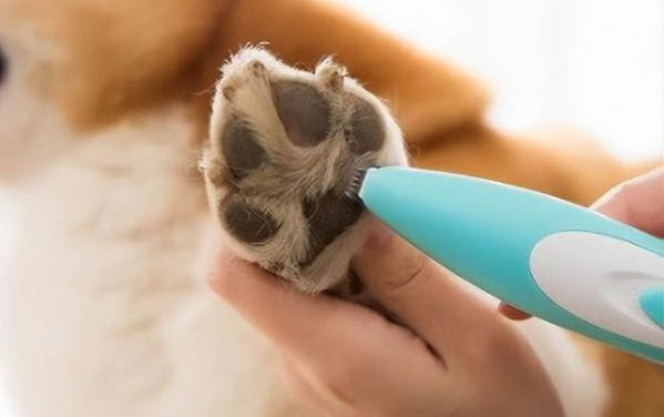 猫咪突然吐了还伴随拉稀吐是什么原因导致的？