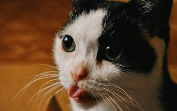 猫咪能吃菠萝蜜吗