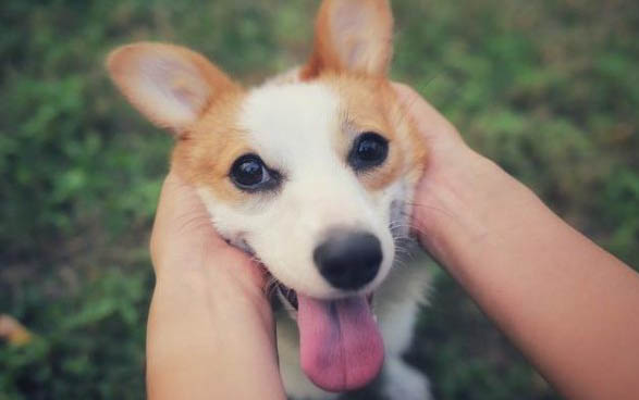 犬瘟细小试纸怎么用