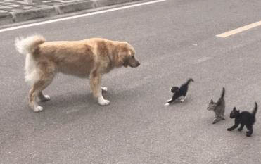 猫咪疫苗打完后多久可以洗澡