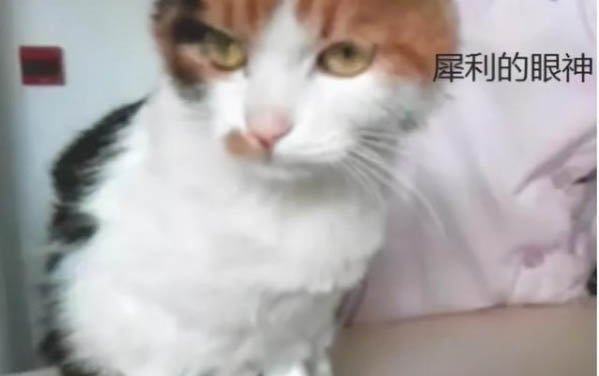 猫咪猫条一次吃多少合适